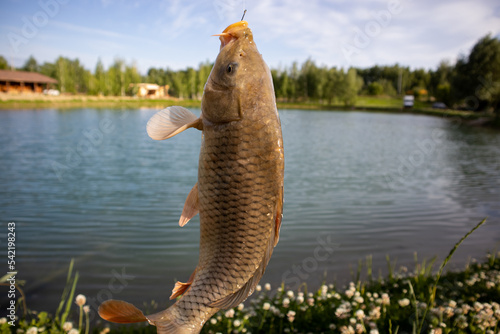 A freshly caught carp is hanging on a hook against the background of the lake.