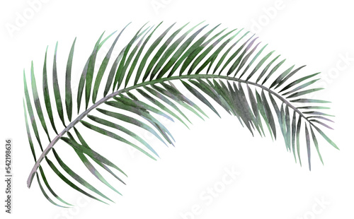 Tropical palm leaf isolated on white background, watercolor hand painted illustration © Арина Трапезникова