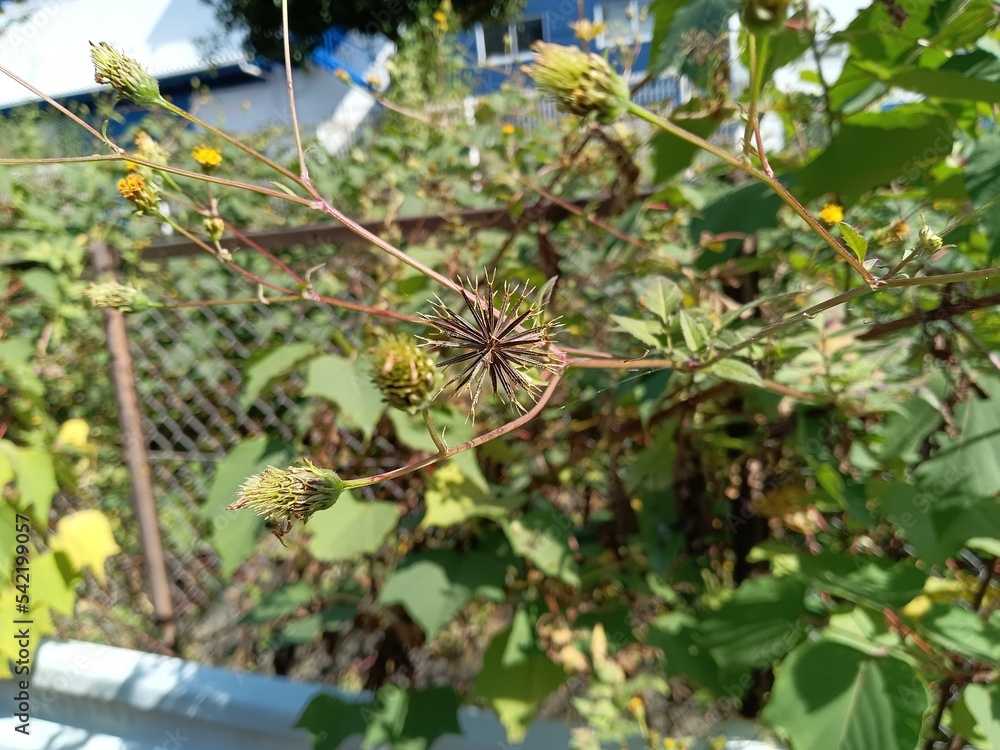 引っ付き虫 引っ付き虫