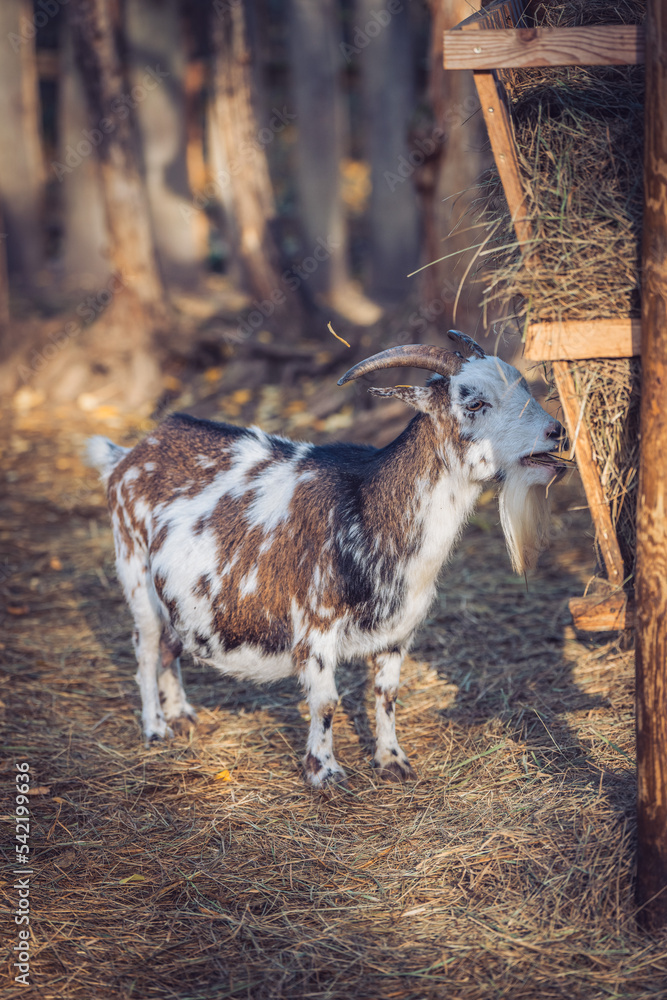Obraz premium Goat eating grass at a farm