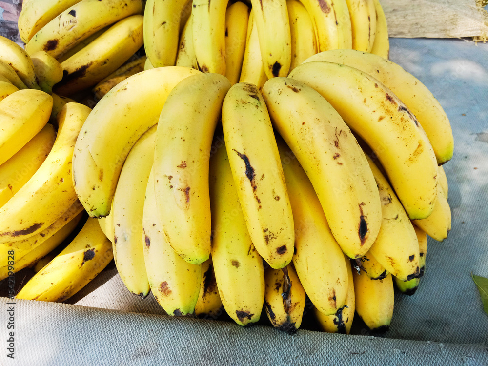 bunch of Musa OR BANANA FRUITs bunch of Musa OR BANANA FRUITs
