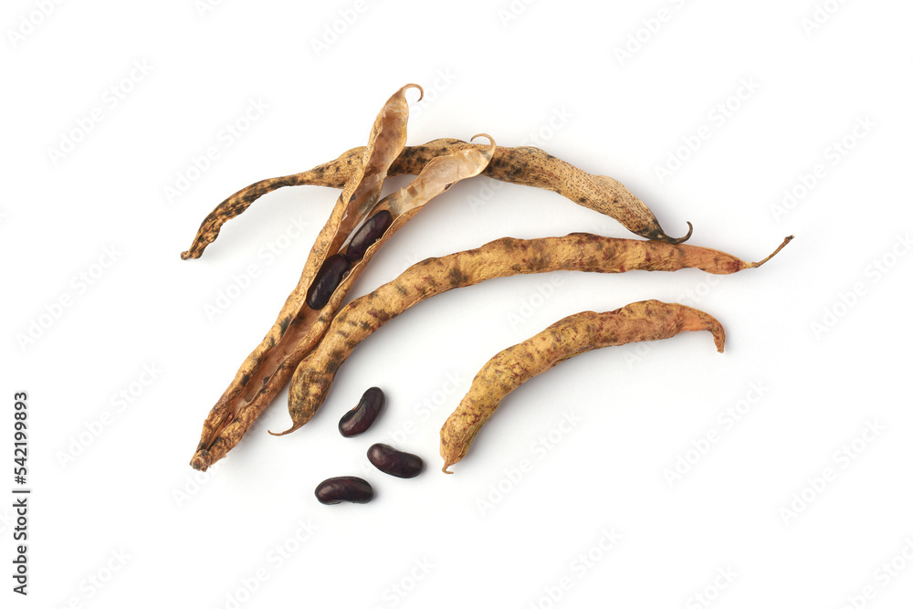 Obraz premium harvest seeds from dried beans pods, save vegetable seeds to plant next year, isolated on white background, taken from above