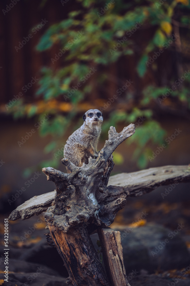 Portrait of meerkat in zoo