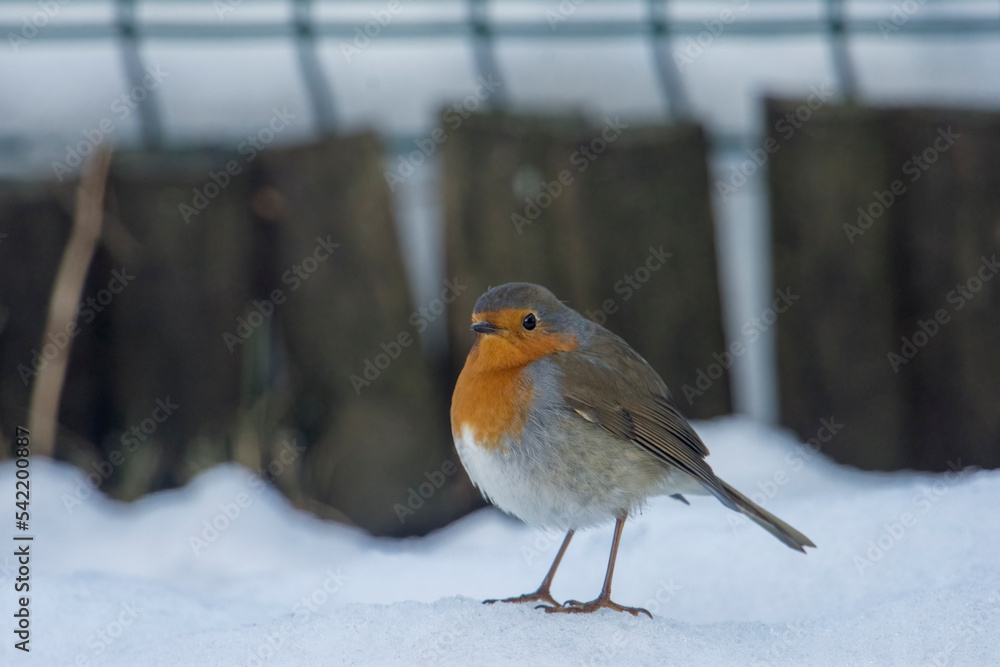 Cute robin (Erithacus rubecula) puffs up his plumage from the cold and looks like a ball, walking on frozen snow. Puffing robin - Christmas image. Piedmont, Italy