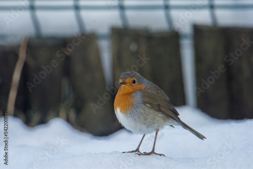 Cute robin (Erithacus rubecula) puffs up his plumage from the cold and looks like a ball, walking on frozen snow. Puffing robin - Christmas image. Piedmont, Italy