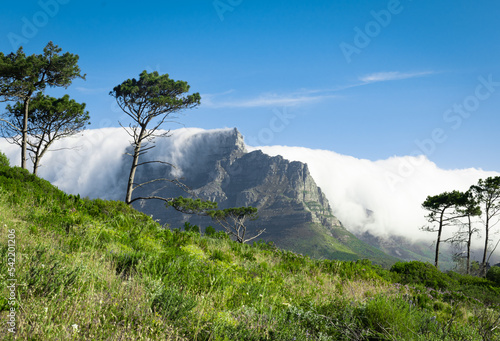 View of Table Mountain from Signal Hill framed by pine trees