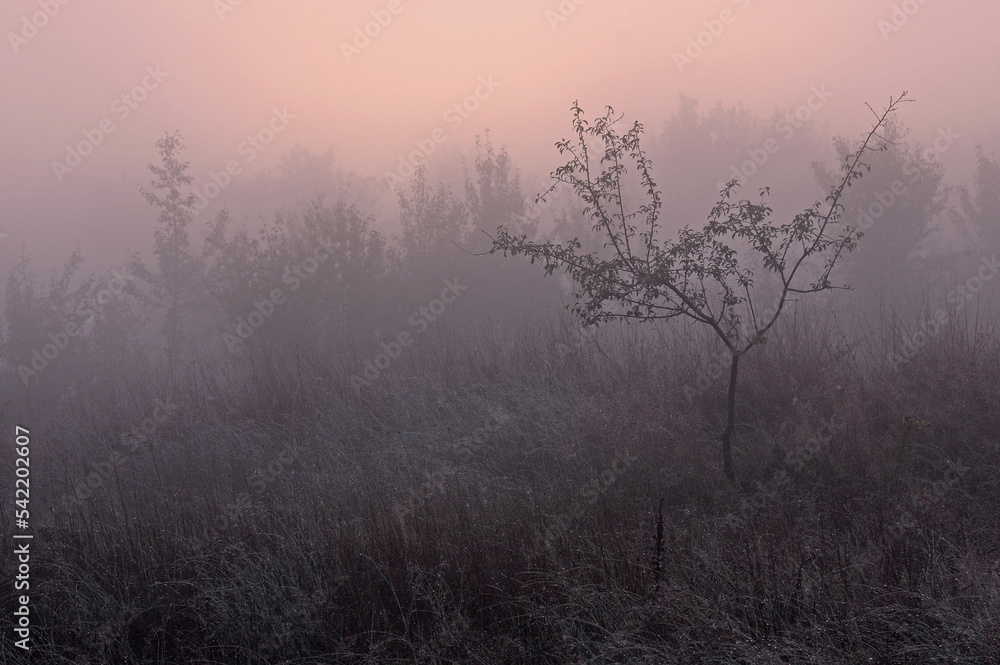 Rural landscape with pastel pink sky at dawn