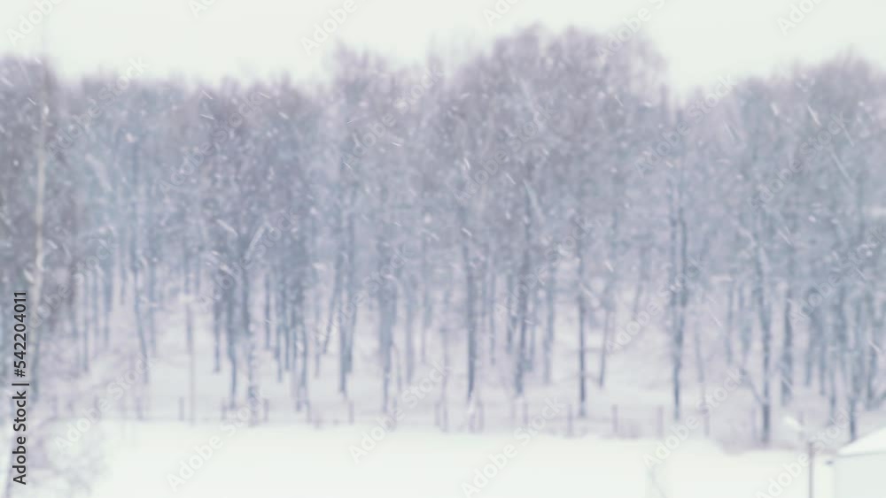 Snowfall on background of winter forest. Snow blizzard in winter. Snowfall on background of winter forest. Snow blizzard in winter.
