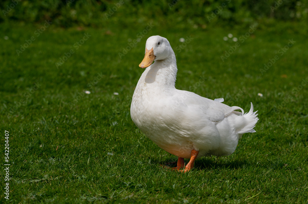 Large white heavy duck also known as America Pekin Duck, Long Island Duck, Pekin or Aylesbury Duck, Anas platyrhynchos domesticus Large white heavy duck also known as America Pekin Duck, Long Island Duck, Pekin or Aylesbury Duck, Anas platyrhynchos domesticus