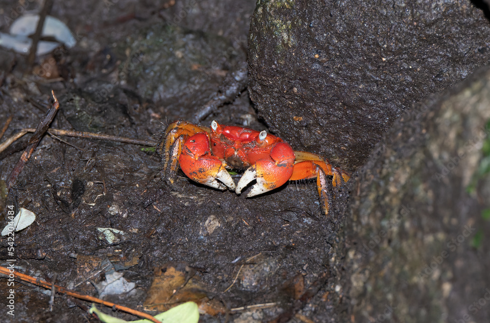 伊豆室岩洞のアカテガニ 伊豆室岩洞のアカテガニ