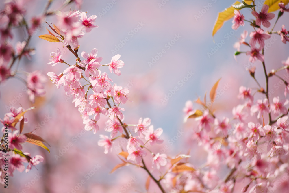 pink cherry blossom pink cherry blossom
