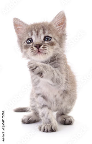 Kitten on white background.