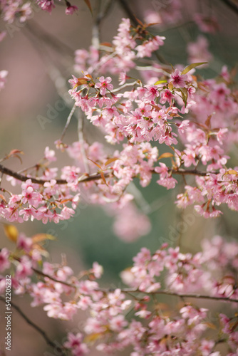 pink cherry blossom © Sarawin