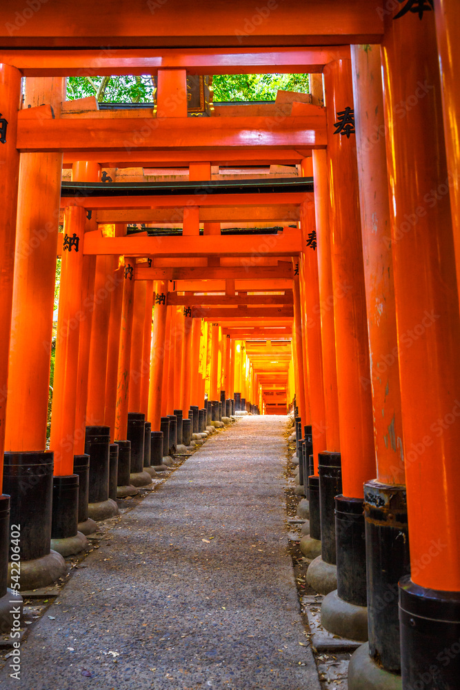 Thousands of vermilion torii gates of famous landmark Fushimi Inari taisha, south of Kyoto, Japan. Fushimi Inari is the most important shinto sanctuary and the oldest in Kyoto. Sunrise light shot.