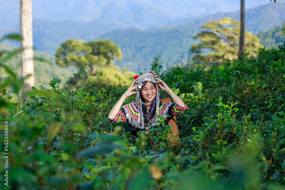 Hill tribe Asian woman in traditional clothes collecting tea leaves with basket in tea plantations terrace, Chiang mai, Thailand collect tea leaves Hill tribe Asian woman in traditional clothes collecting tea leaves with basket in tea plantations terrace, Chiang mai, Thailand collect tea leaves