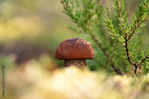 Leccinum vulpinum, commonly known as the foxy bolete