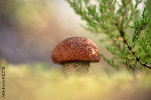 Leccinum vulpinum, commonly known as the foxy bolete
