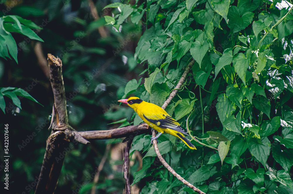 Picture of a black-naped oriole resting on a tree branch and it looks beautiful in its yellow color Picture of a black-naped oriole resting on a tree branch and it looks beautiful in its yellow color