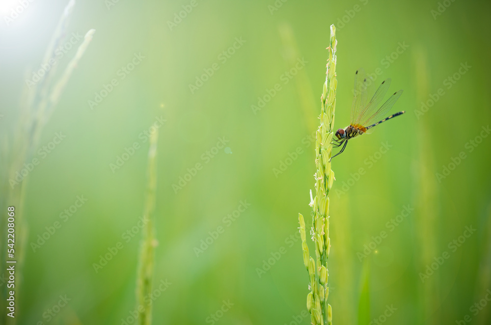 Fototapeta premium Orange dragonfly in the green rice on blur background for create nice natural wallpaper. selective focus.
