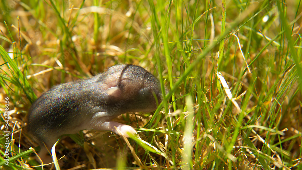 A little gray mouse on the green grass. A rodent in the wild. Wildlife. Macro A little gray mouse on the green grass. A rodent in the wild. Wildlife. Macro