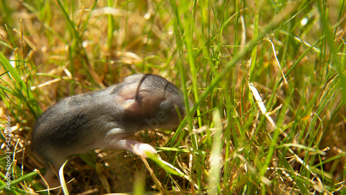 A little gray mouse on the green grass. A rodent in the wild. Wildlife. Macro 