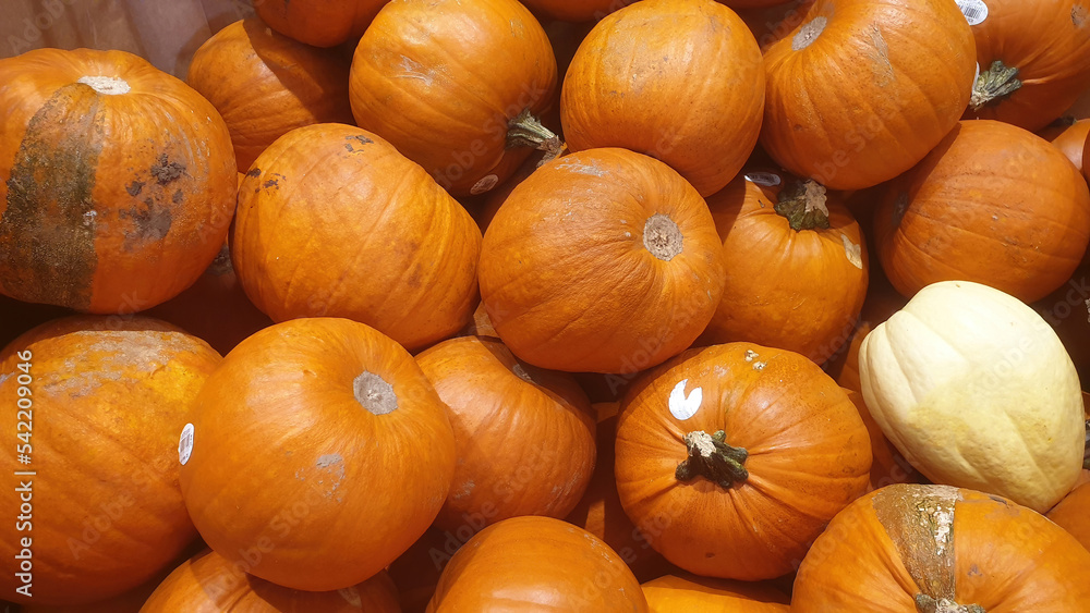 An arrangement of various colored pumpkins. An arrangement of various colored pumpkins.