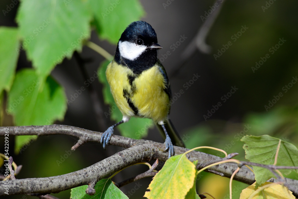 Kohlmeise // Great tit (Parus major)