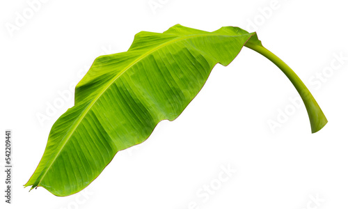 green banana leaf isolated on transparent background © pernsanitfoto