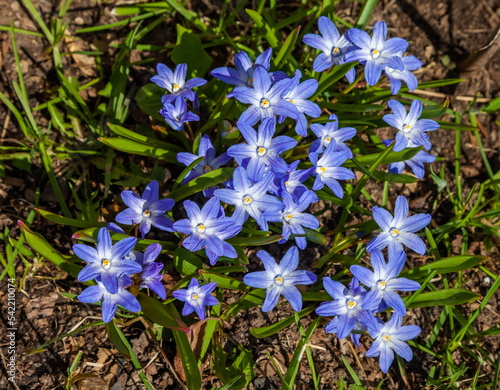 Chionodox flower is blue on a background of greenery and earth in spring photo