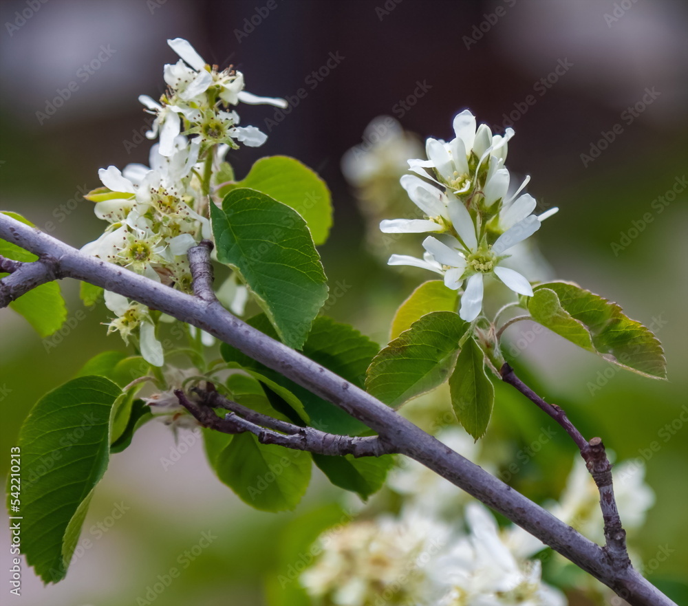 White flowers of the cherry bush close-up on the background of greenery in spring White flowers of the cherry bush close-up on the background of greenery in spring