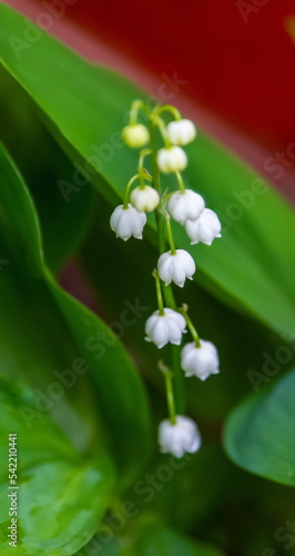 White lily of the valley flowers close up on a background of green leaves