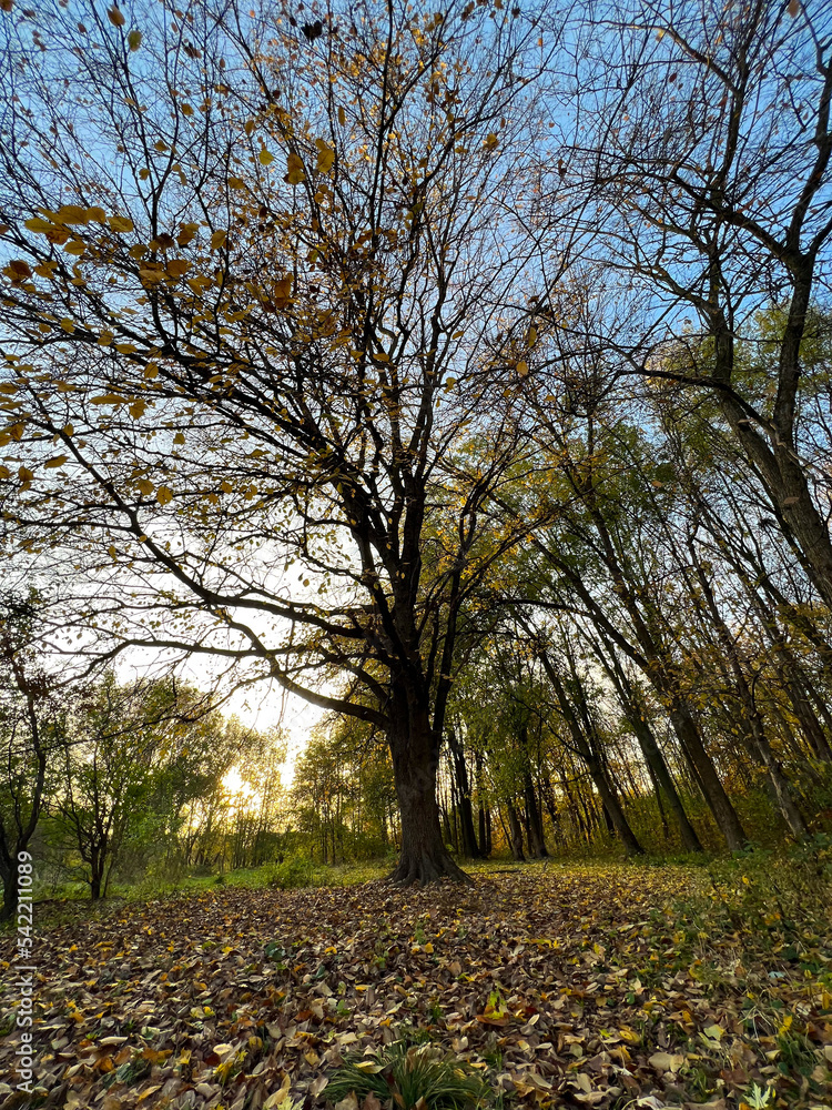 Autumn season in the city park. Perfect autumn colors on the trees. Autumn season in the city park. Perfect autumn colors on the trees.