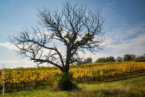 Golden shiny vineyards in Burgenland late autumn