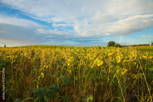 Sunflower fields in Flanders  Belgium
