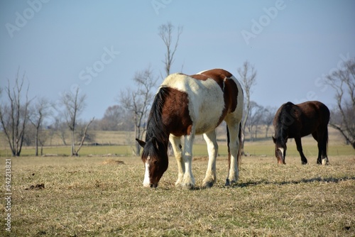 horses in the field