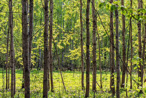 Green clearing in the middle of a birch grove in a forested area
