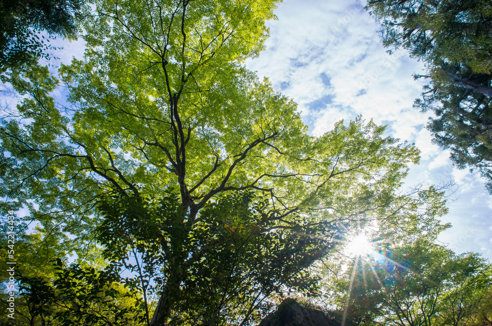 Obraz premium 京都 初夏の空に映える鮮やかな青もみじ