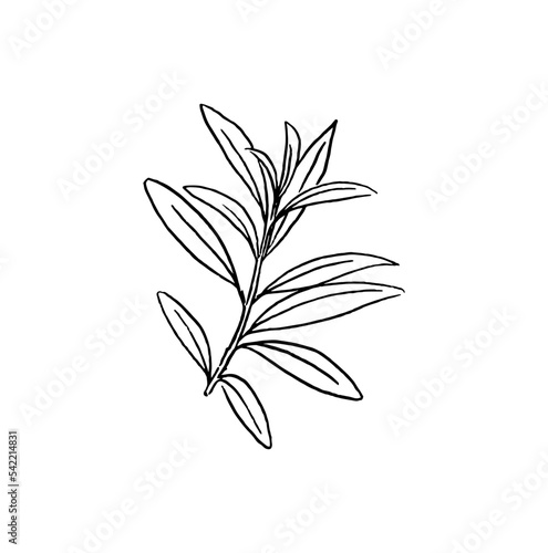 Line drawing of an olive branch illustration © Susan