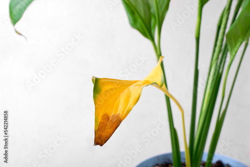 Spathiphyllum plant with a yellow leaf. Improper care for potted houseplant. Pests, overwatering, root rot or age photo