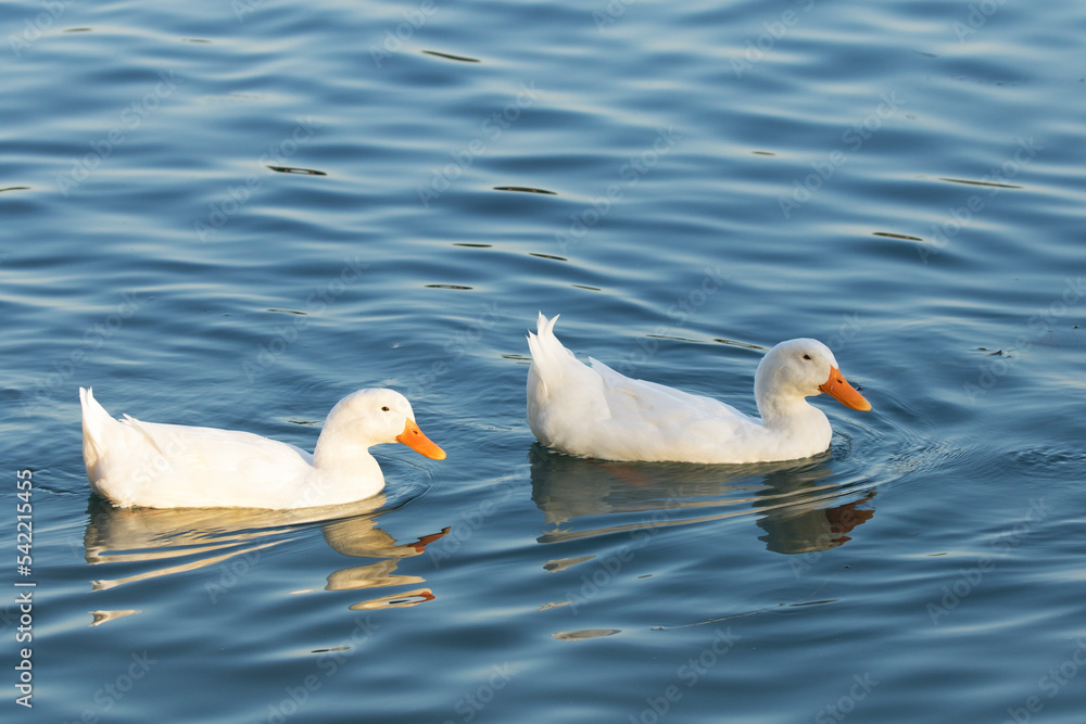 A couple of The Pekin Ducks swimming at Eskibaraj Dam in Seyhan, Adana