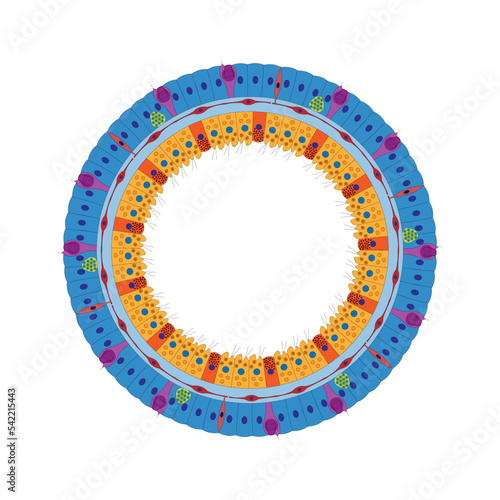 Hydra Cross Section. The two layers of epithelial cells.