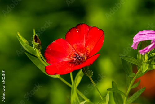 Mediterrane Gartenwelt