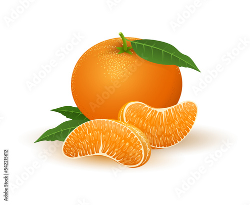Mandarin segments illustration