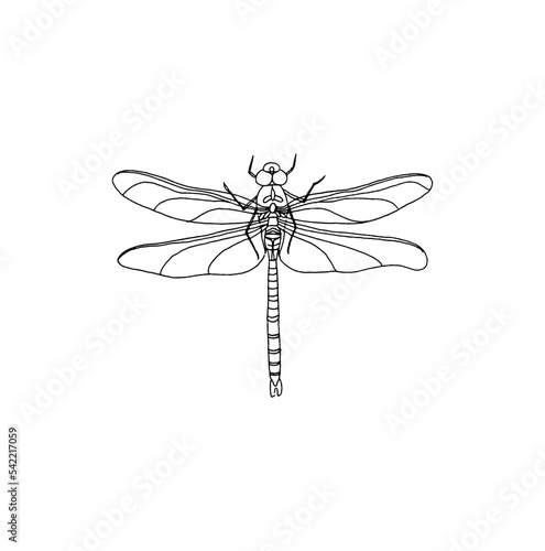 Line drawing of a dragon fly illustration