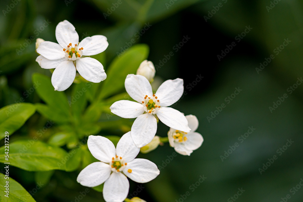 Mediterrane Gartenwelt und Bienen Mediterrane Gartenwelt und Bienen