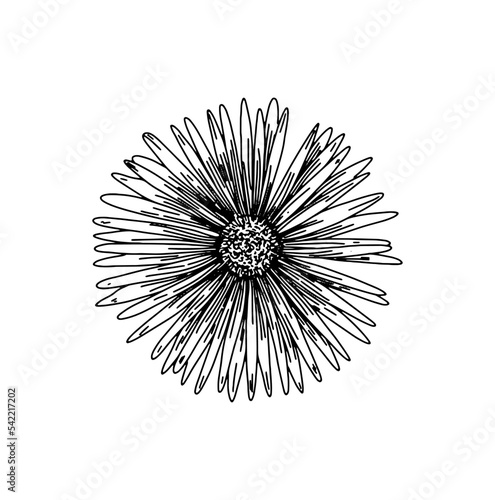 Line drawing of a daisy or vygie from africa photo