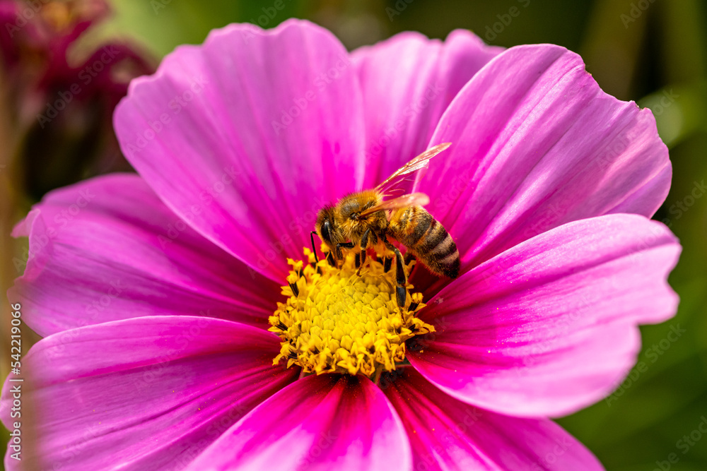 Mediterrane Gartenwelt, Früchte, Bienen und Schmetterlinge Mediterrane Gartenwelt, Früchte, Bienen und Schmetterlinge