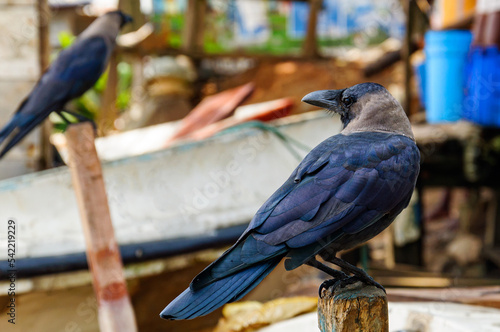 blue winged raven