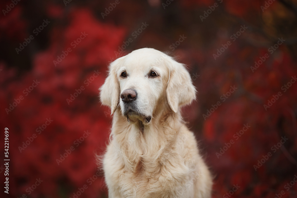 golden retriever portrait in autumn golden retriever portrait in autumn