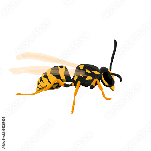 insect wasp on white background, vector illustration